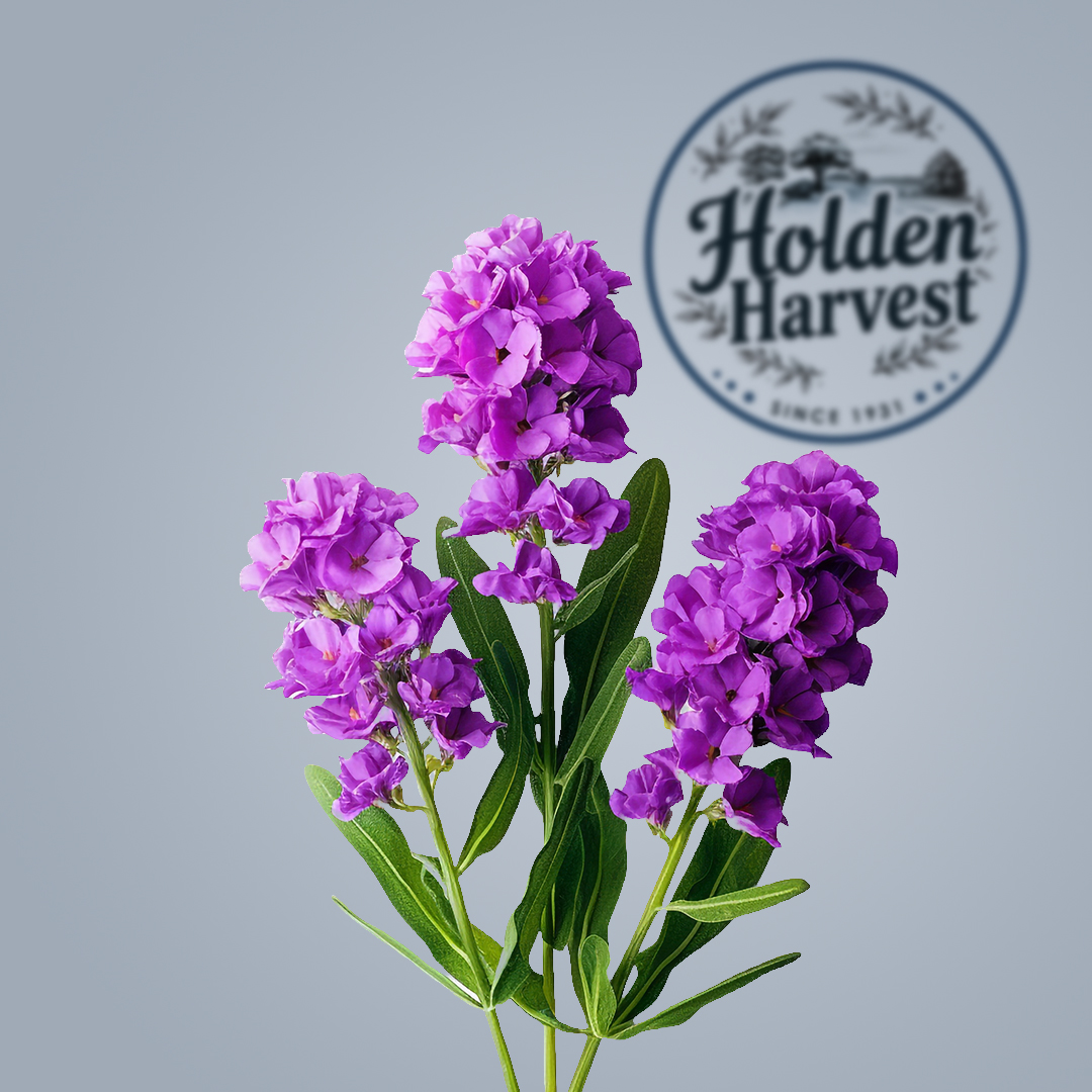 stock-purple